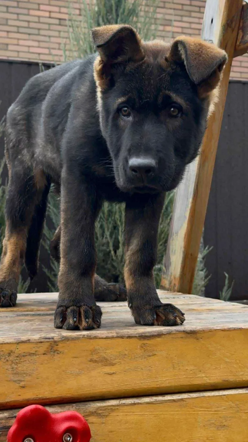 Old DDR NATASA's daughter