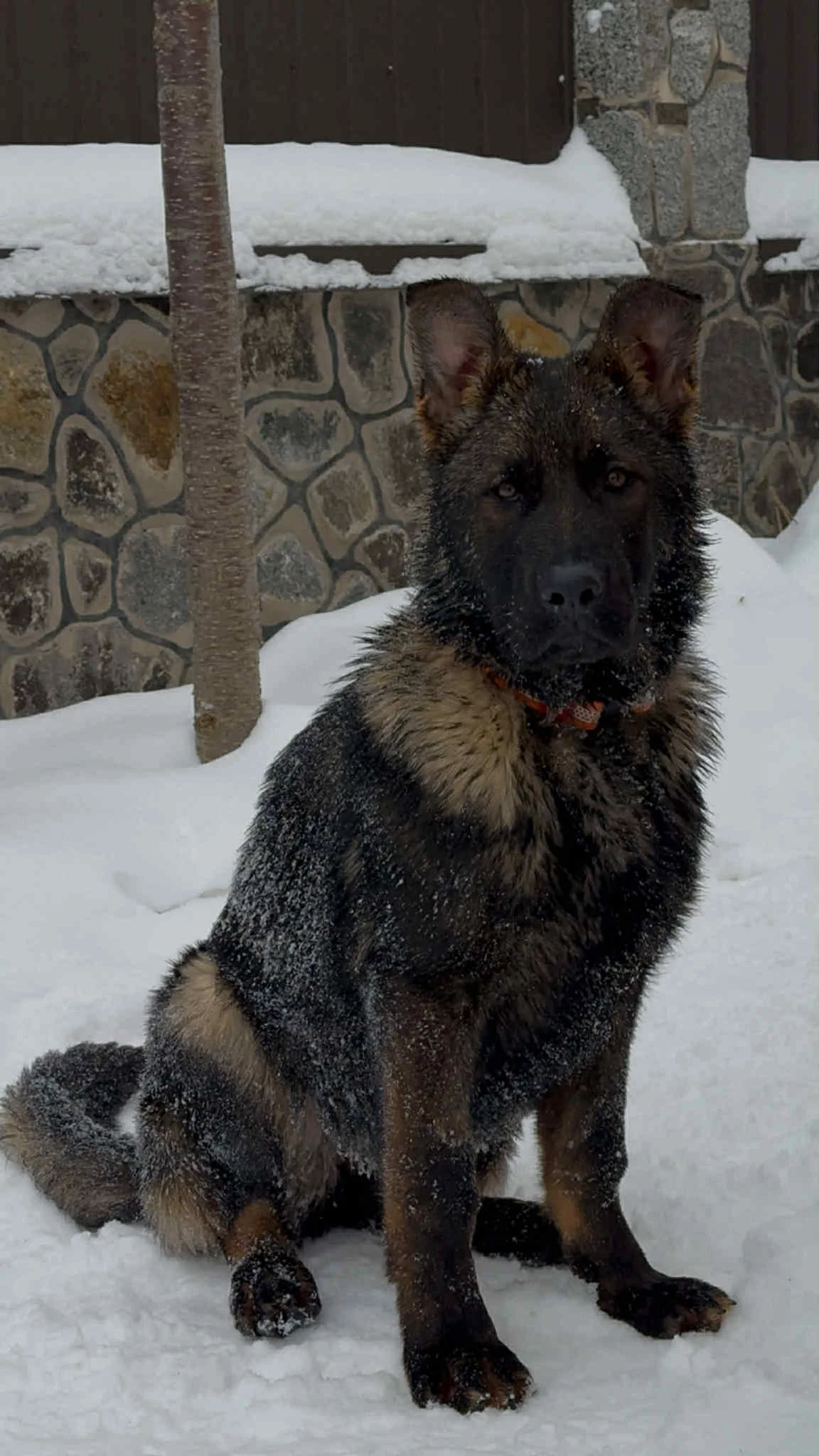 Rexy von Yesbe 5 months old