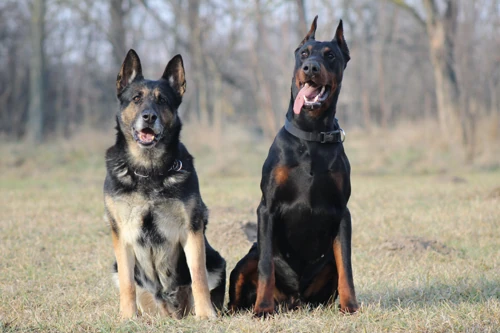 Fandango von Yesbe (dobermann)