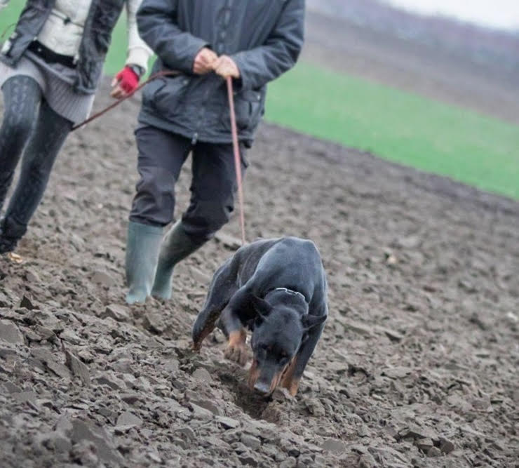 Nyomkövetés és BH vizsgára való felkészítés